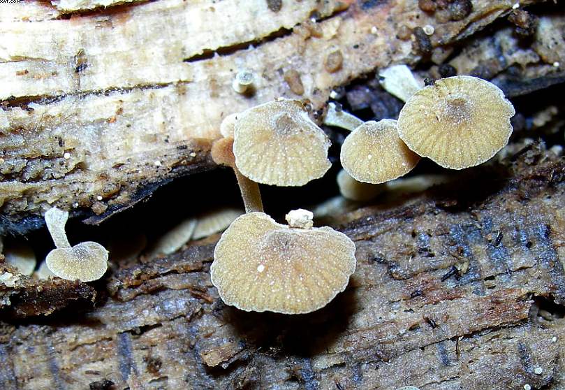 Simocybe haustellaris   ( Fr. )   Watling